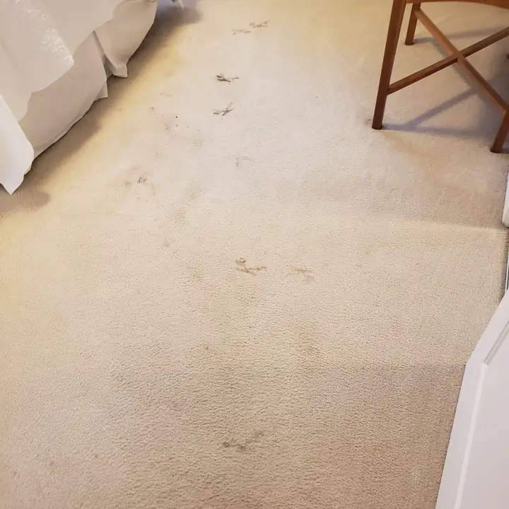 Cream bedroom carpet before steam cleaning — scattered spots