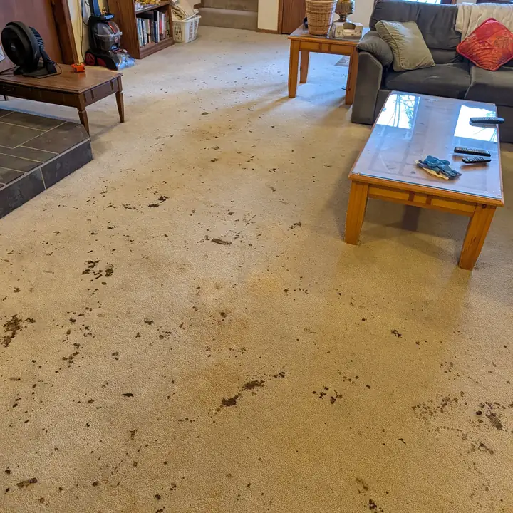 Anchorage living room carpet before cleaning — heavy mud and foot traffic